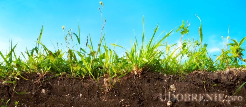 Как бактерии улучшают растения, насыщая почву азотом