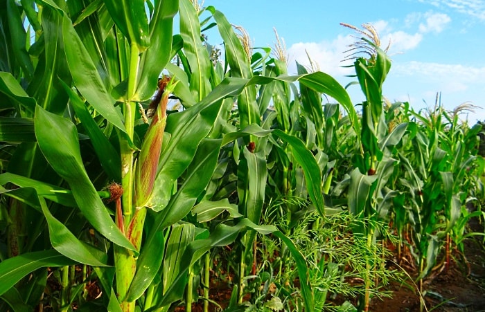 удобрения для сахарной кукурузы