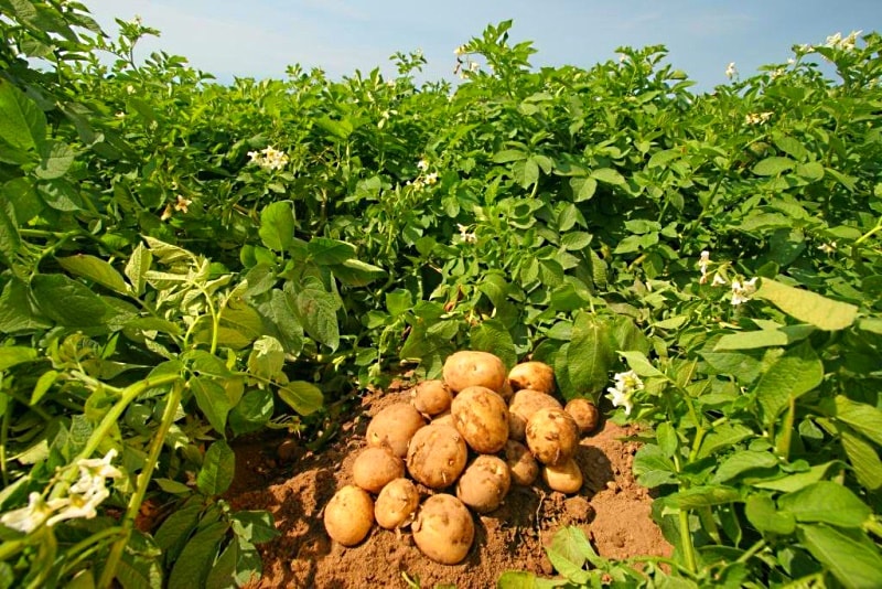 древесная зола как удобрение для картофеля