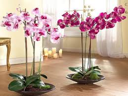 Особенности ухода орхидеи Фаленопсис